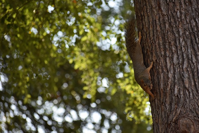 国和泰国的 国和泰国的