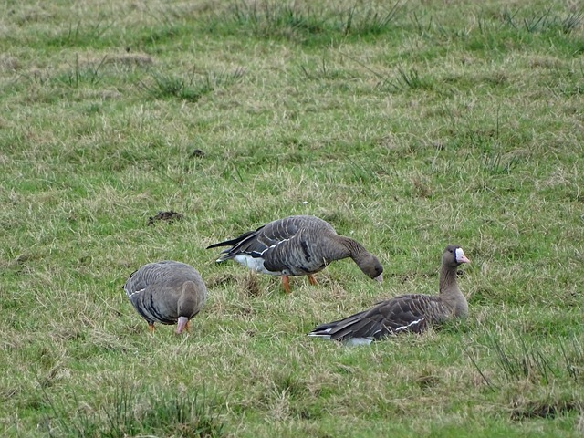 成为情感与 成为情感与